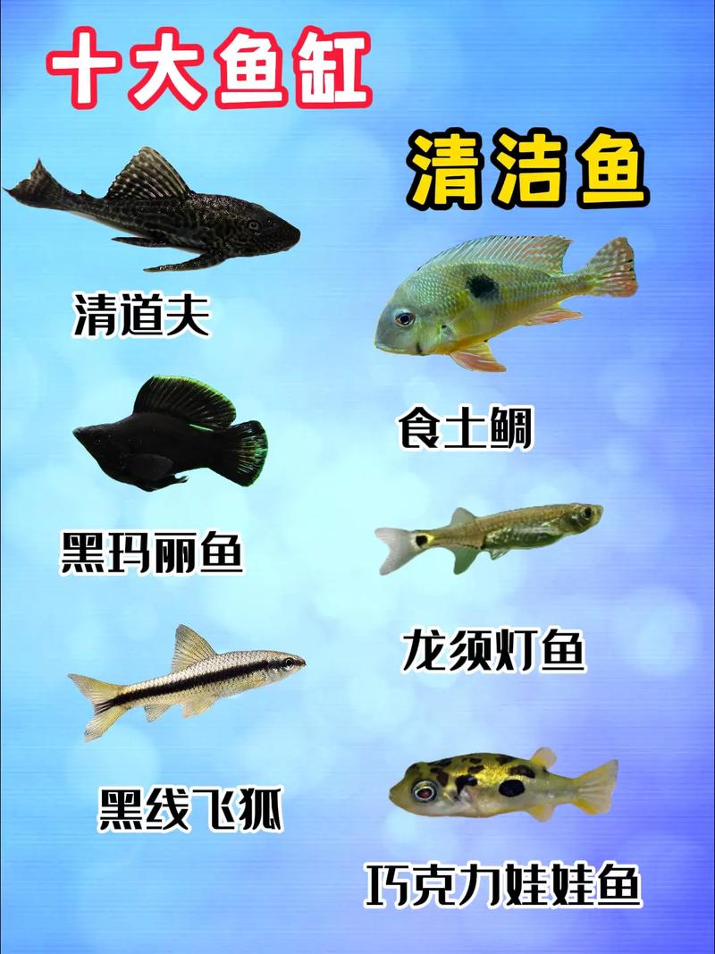 标题：2018年十大宠物鱼排行榜，你家鱼缸里的观赏鱼能排第几？