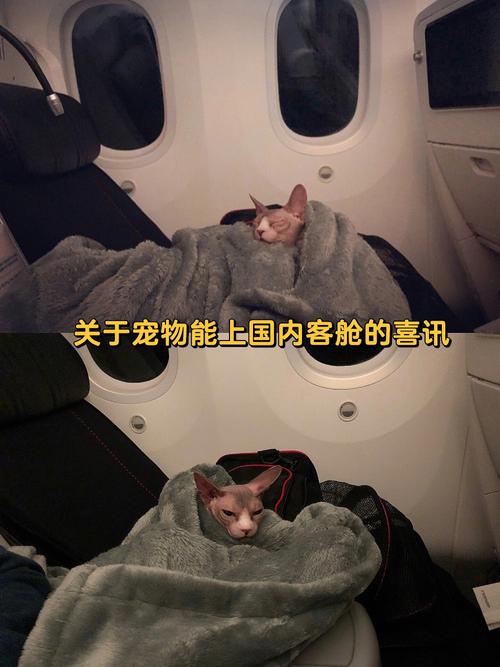 标题：坐飞机与主人同舱有专门的“酒店”   带着宠物去旅行成新风潮